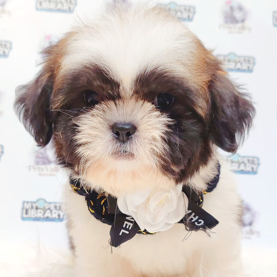 Shih Tzu Puppy