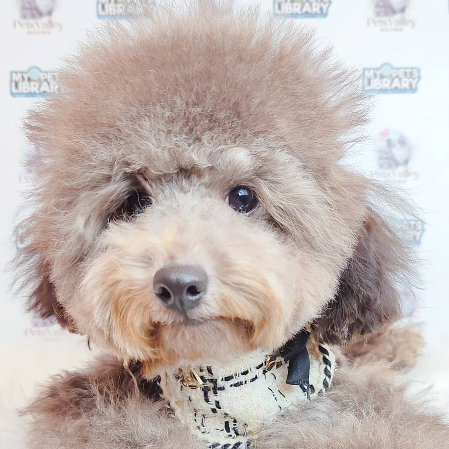 Toy Poodle Puppy