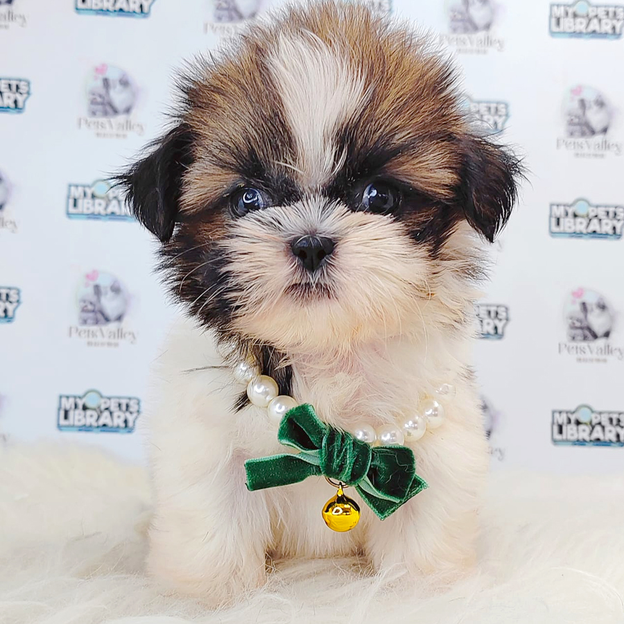 Shih Tzu Puppy