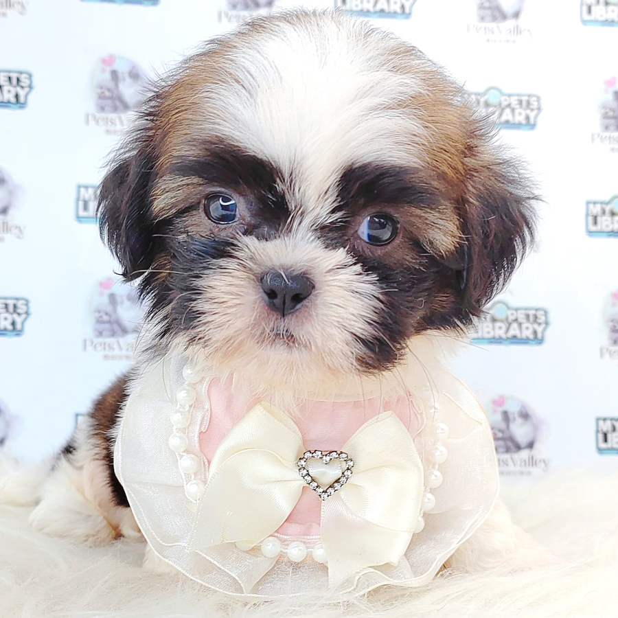 Shih Tzu Puppy