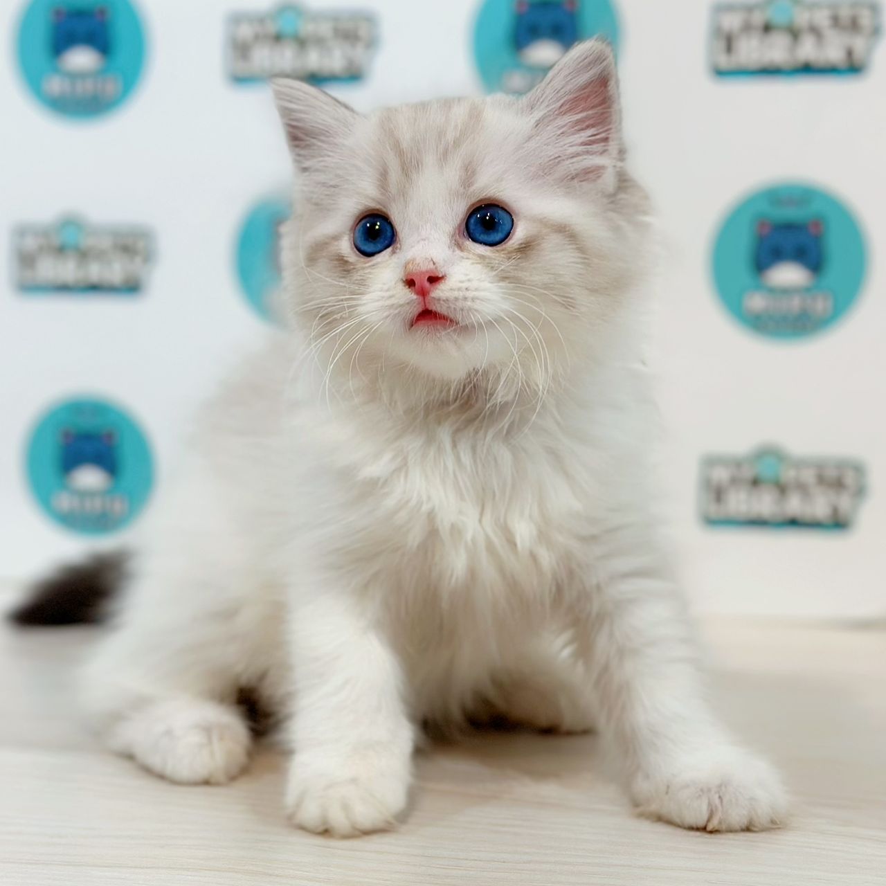 Ragdoll Kitten