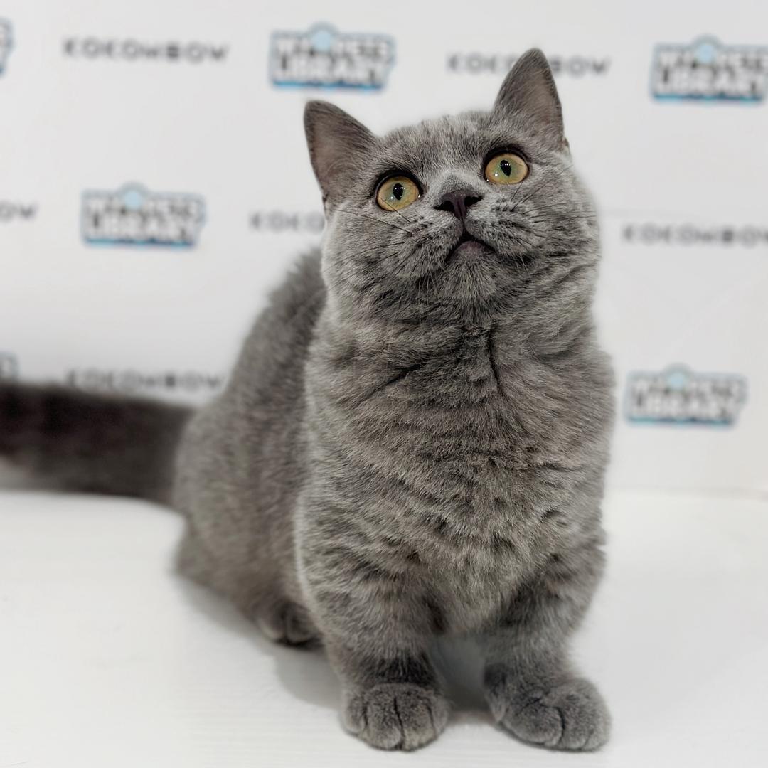 Super Short Munchkin British Shorthair Kitten