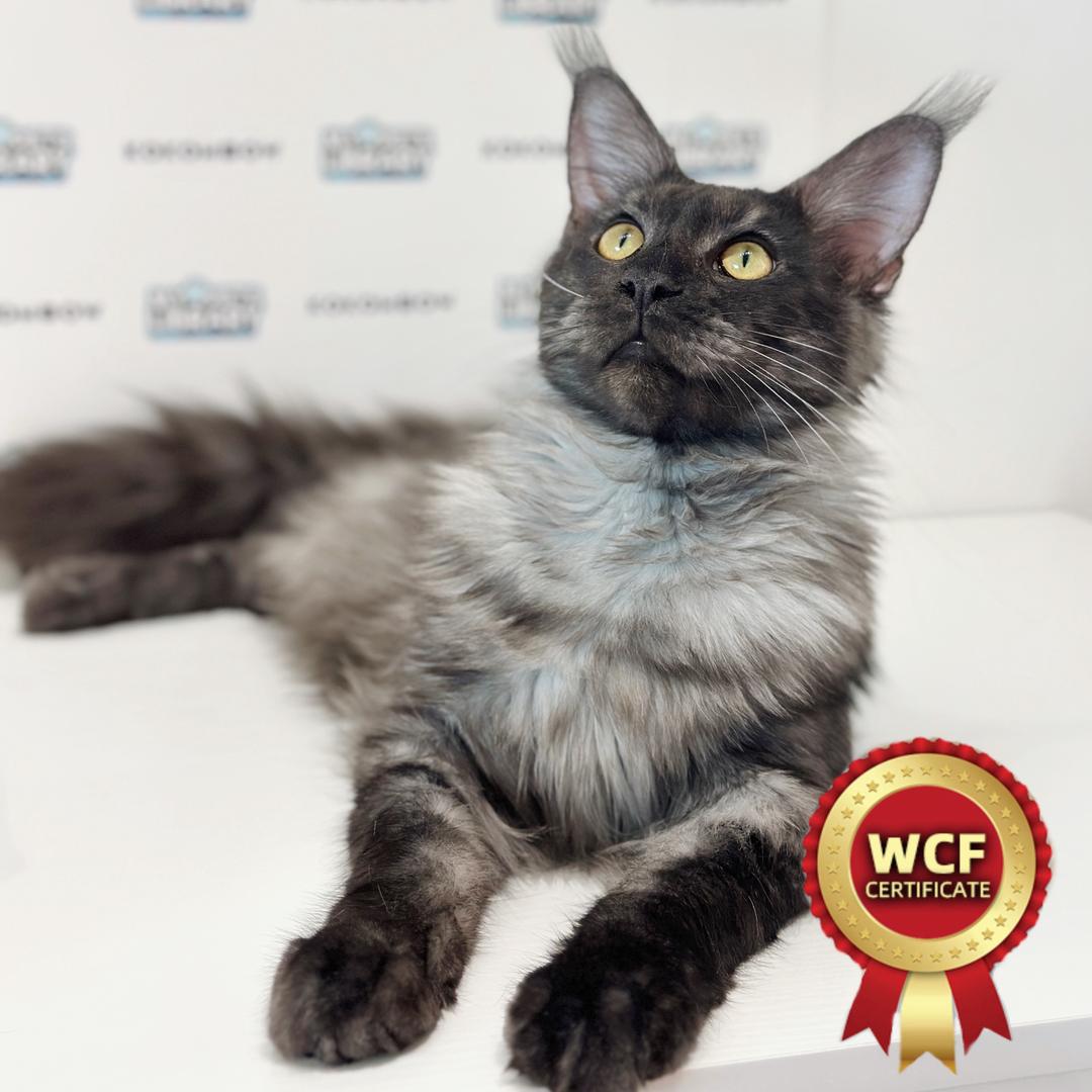 WCF Maine Coon Kitten