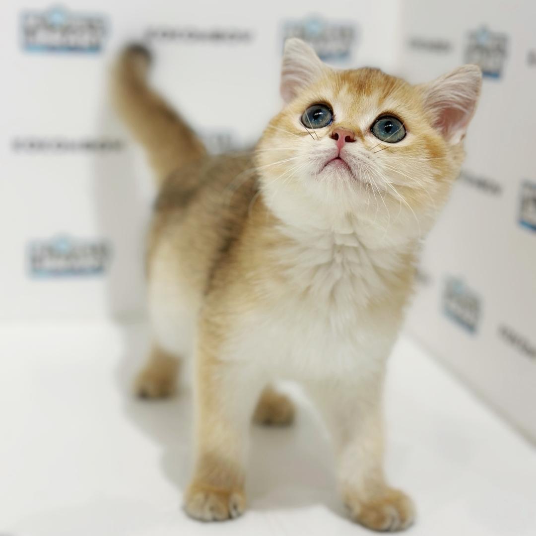 British Shorthair Kitten