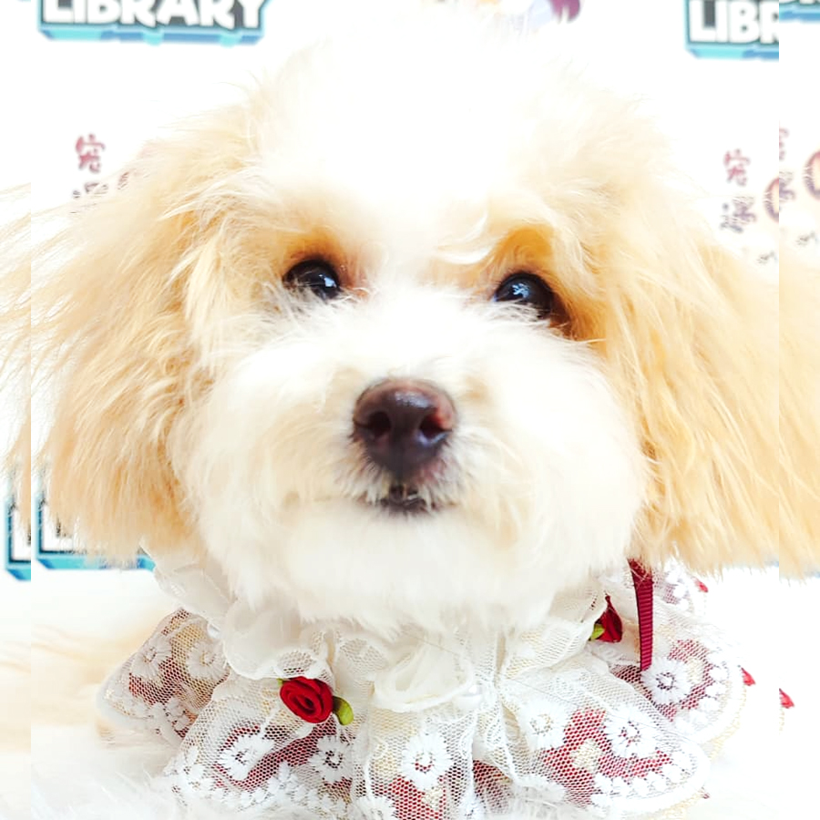 Maltipoo Puppy