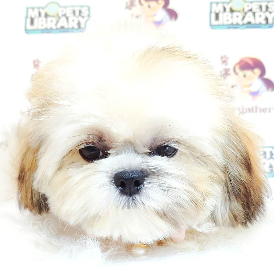 Shih Tzu Puppy