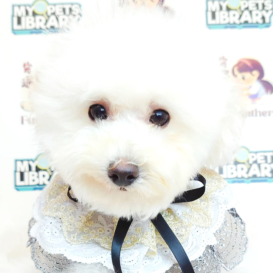 Maltipoo Puppy