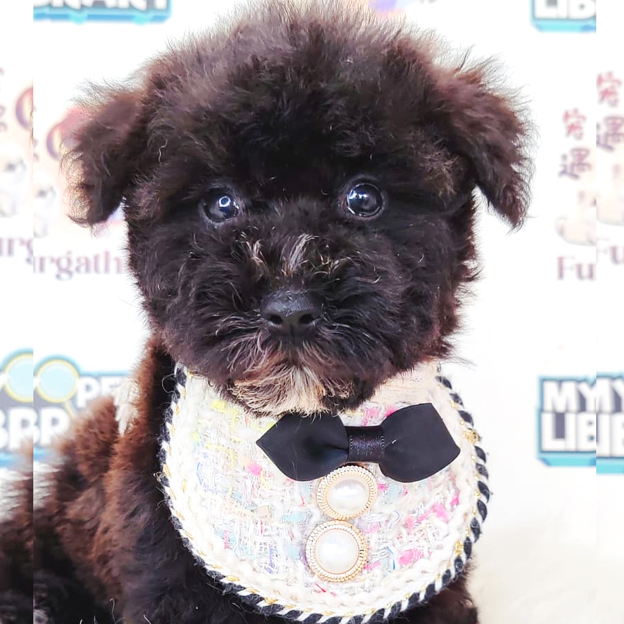 Poodle Puppy