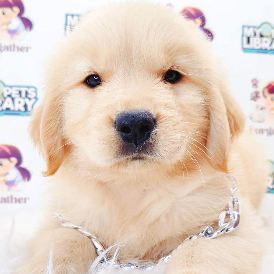 Golden Retriever Puppy