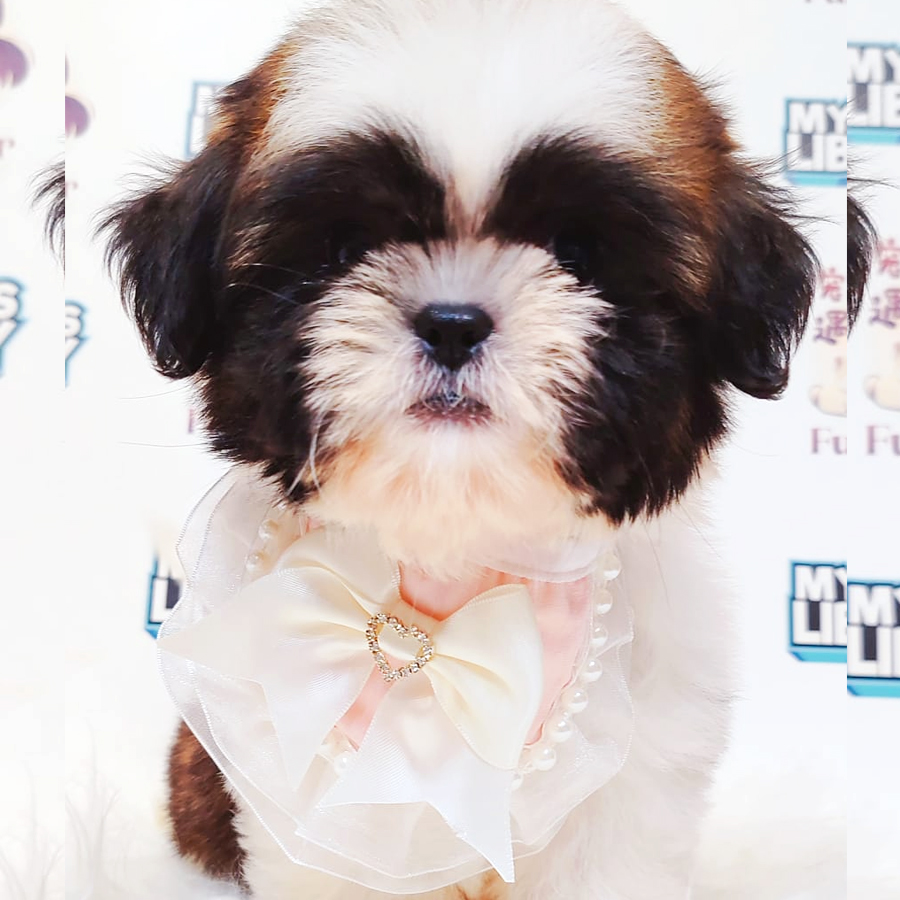 Shih Tzu Puppy