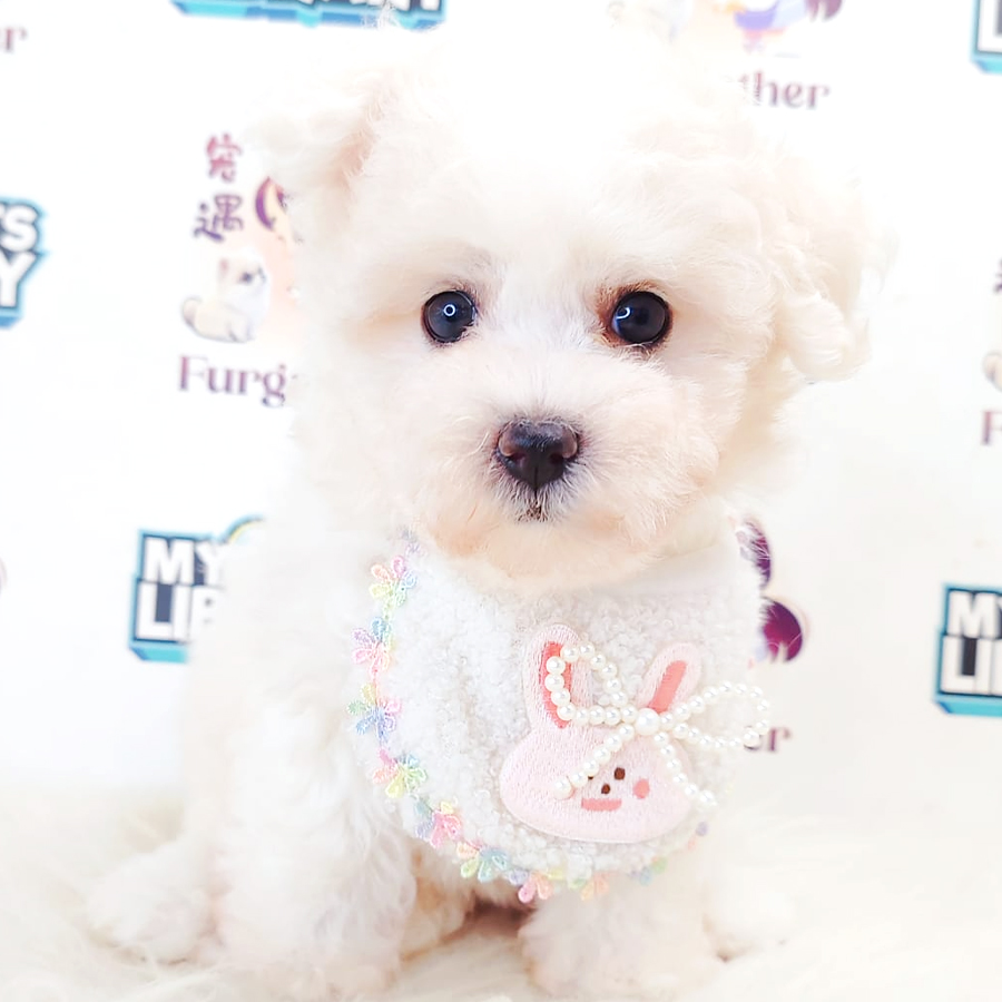 Maltipoo Puppy