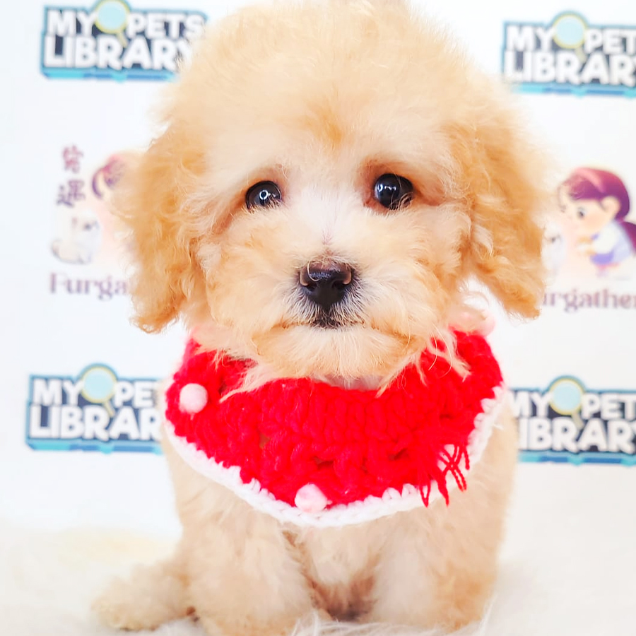 Poodle Puppy