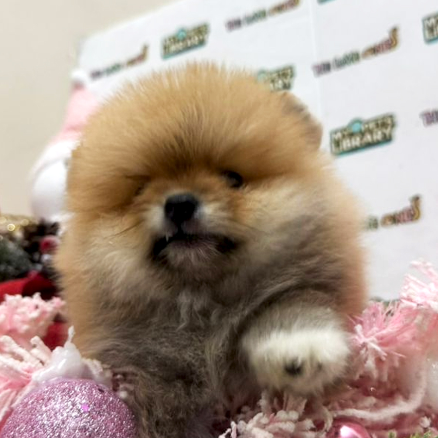 Tiny Pomeranian Puppy