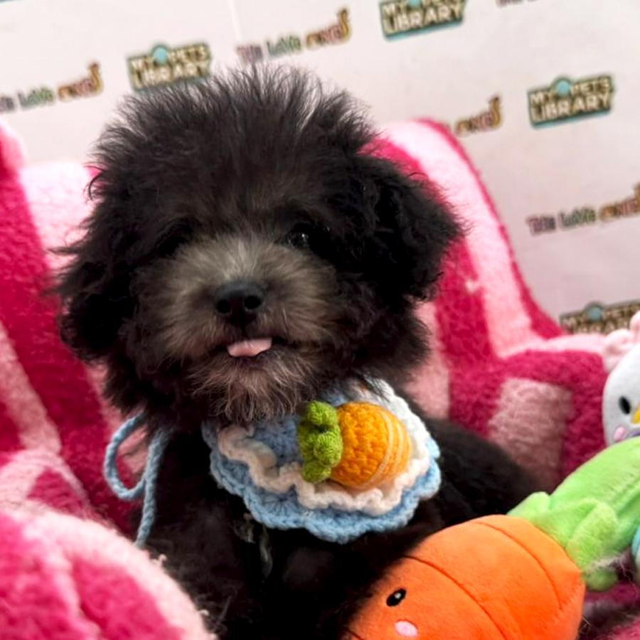 Tiny Toy Poodle Puppy