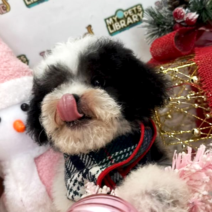 Tiny Toy Poodle Puppy