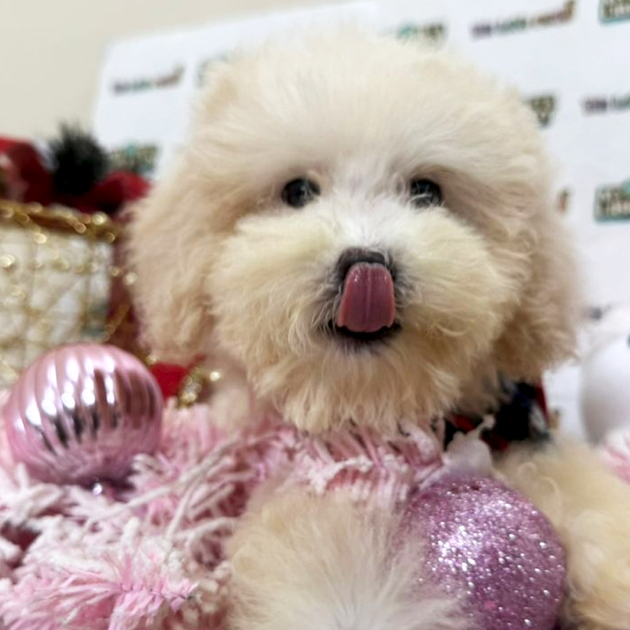 Poodle Puppy