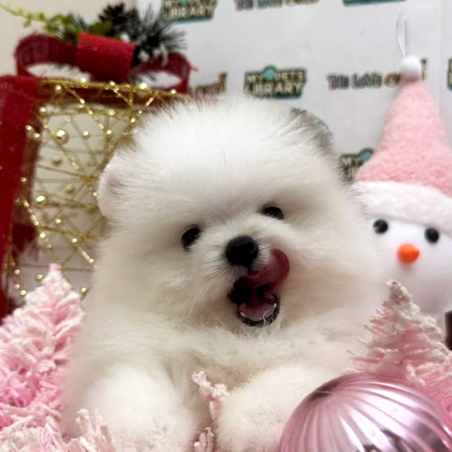 Tiny Pomeranian Puppy