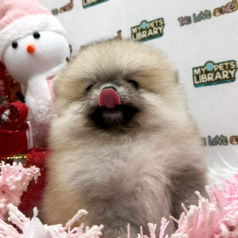 Tiny Pomeranian Puppy
