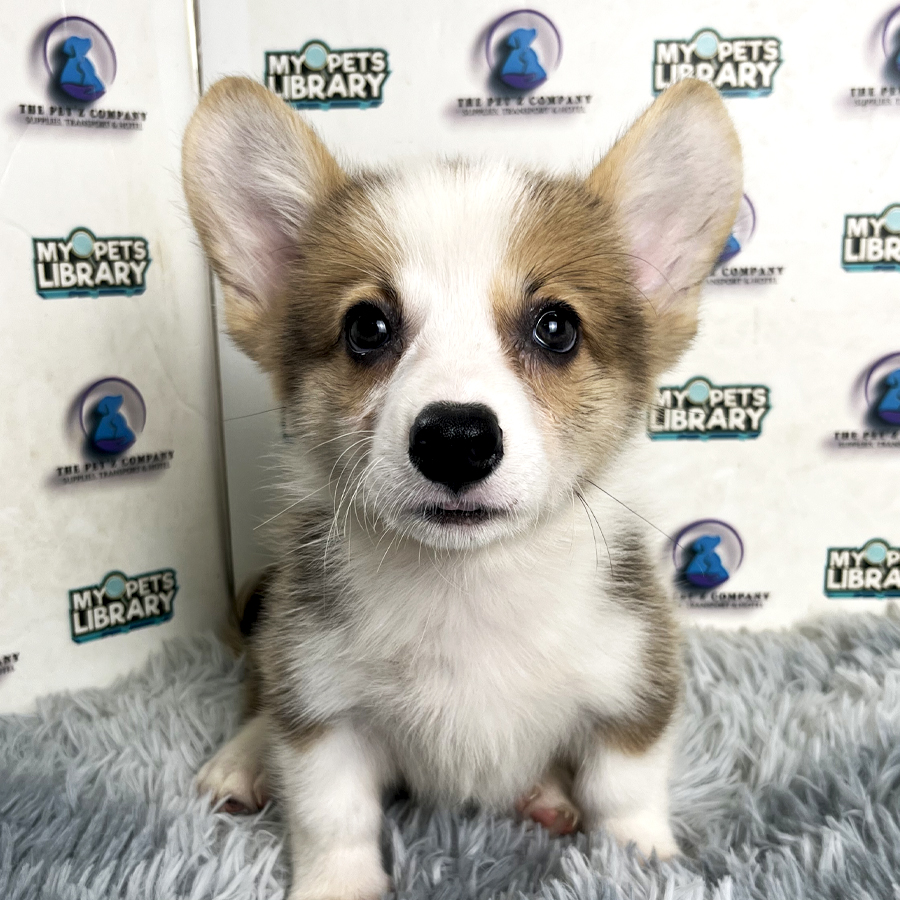 Corgi Puppy