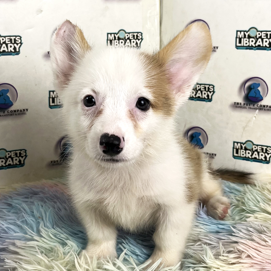 Corgi Puppy