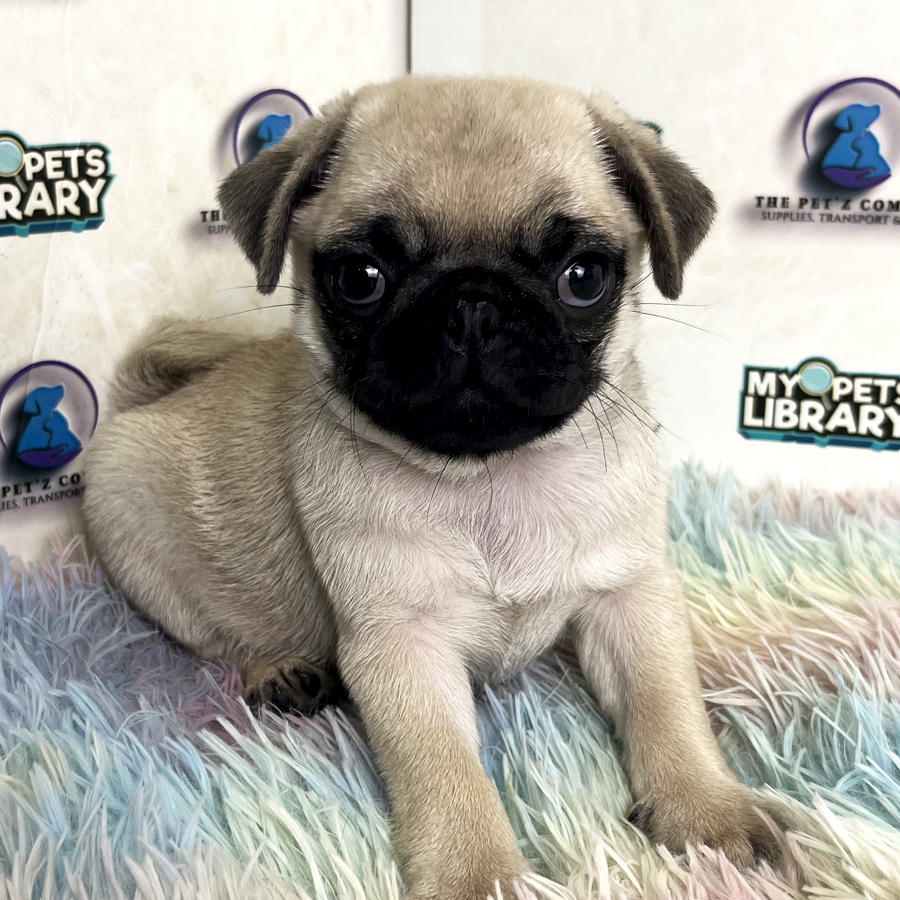 Pug Puppy
