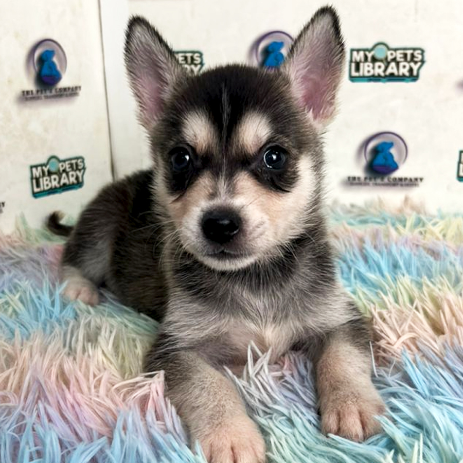 Pomsky Puppy