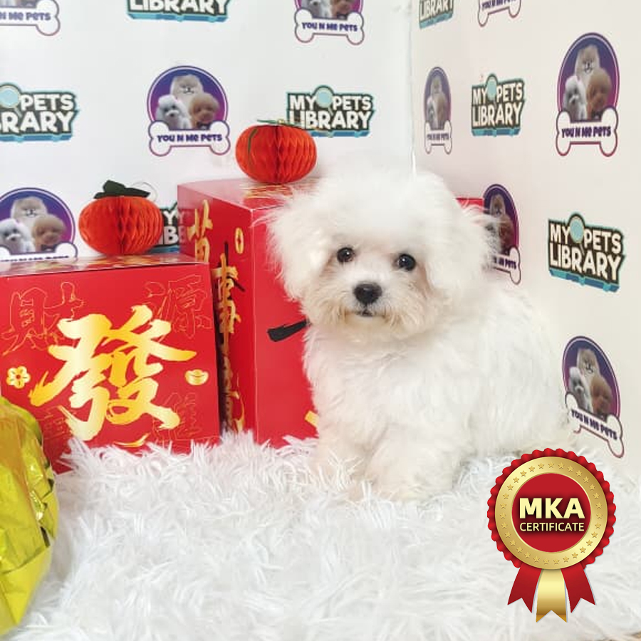 MKA Tiny Bichon Frise Puppy