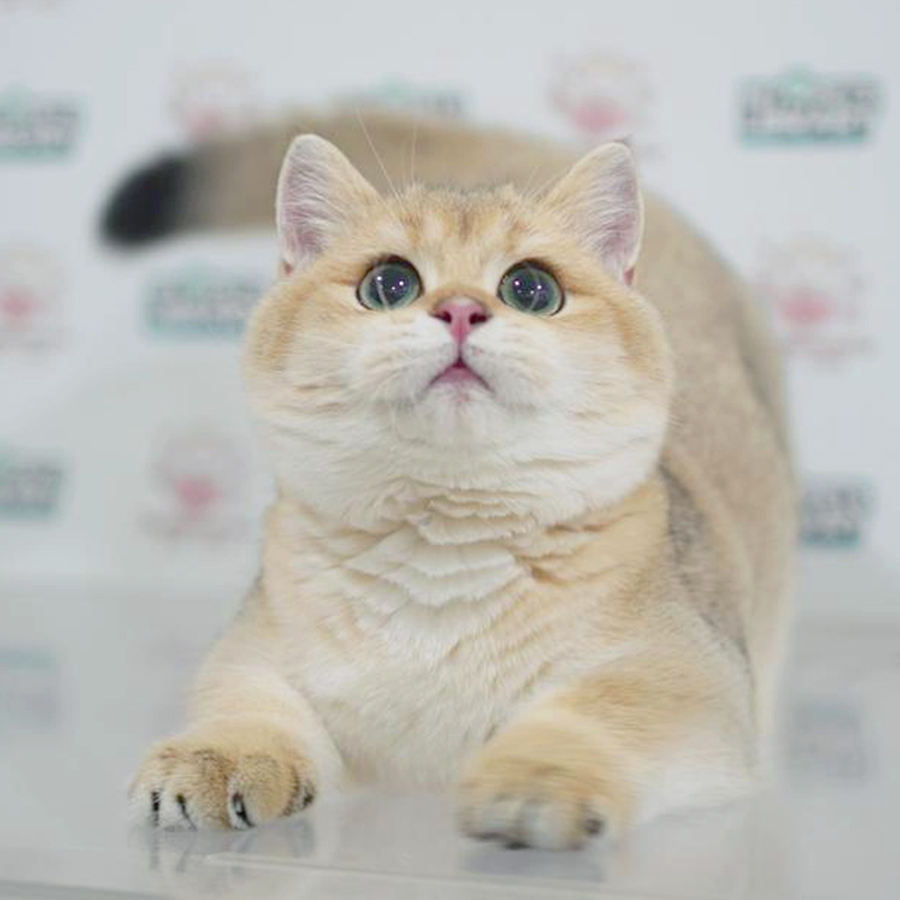 Short Leg Munchkin Kitten