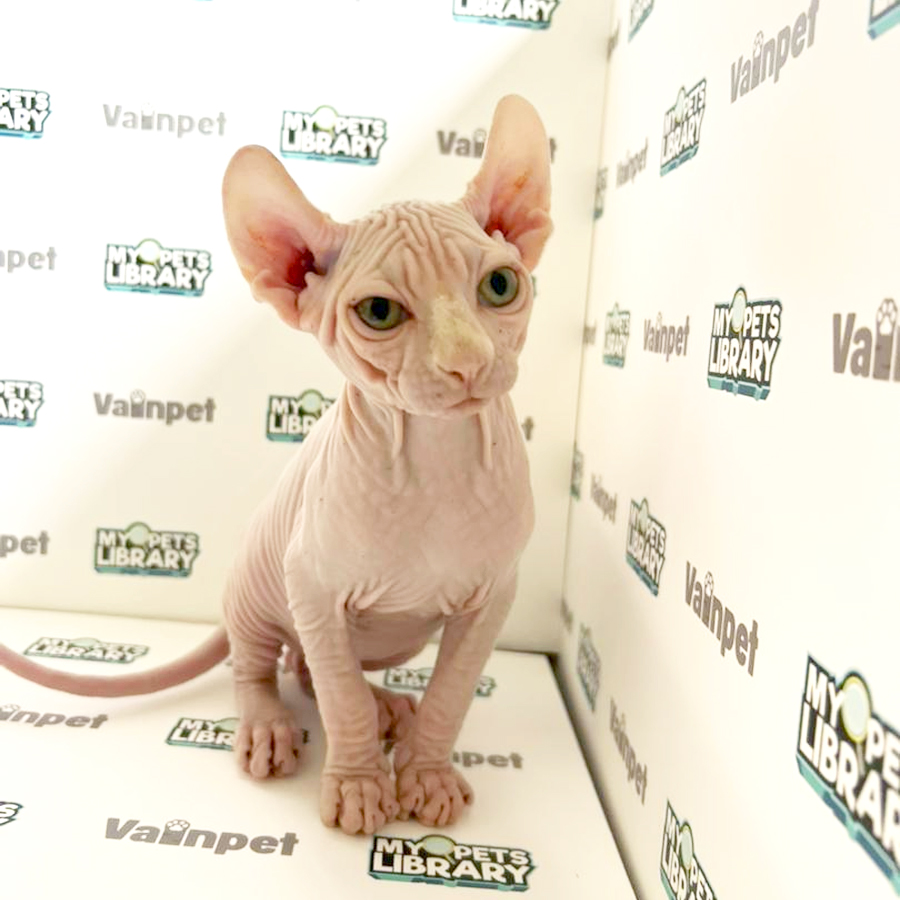 Elf Sphynx Kitten