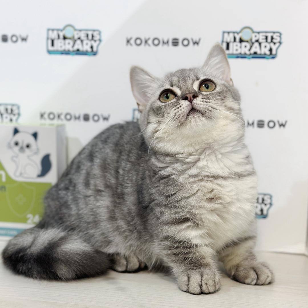 Super Short Munchkin British Shorthair Kitten