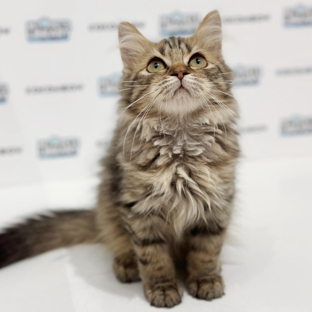 Turkish Angora Persian Kitten