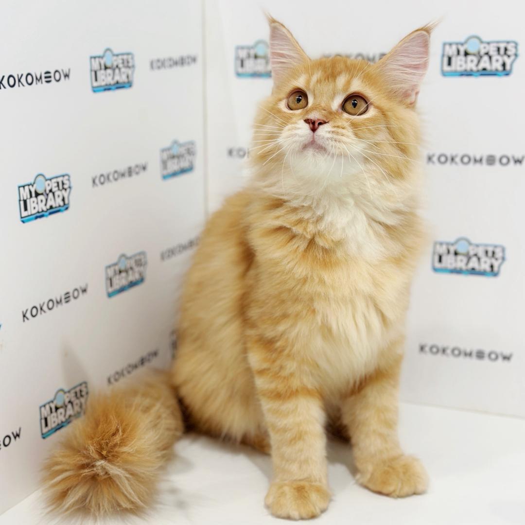 Maine Coon Persian Kitten