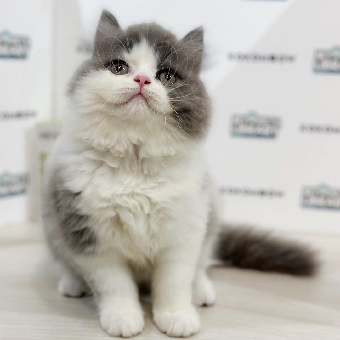 British Longhair Kitten
