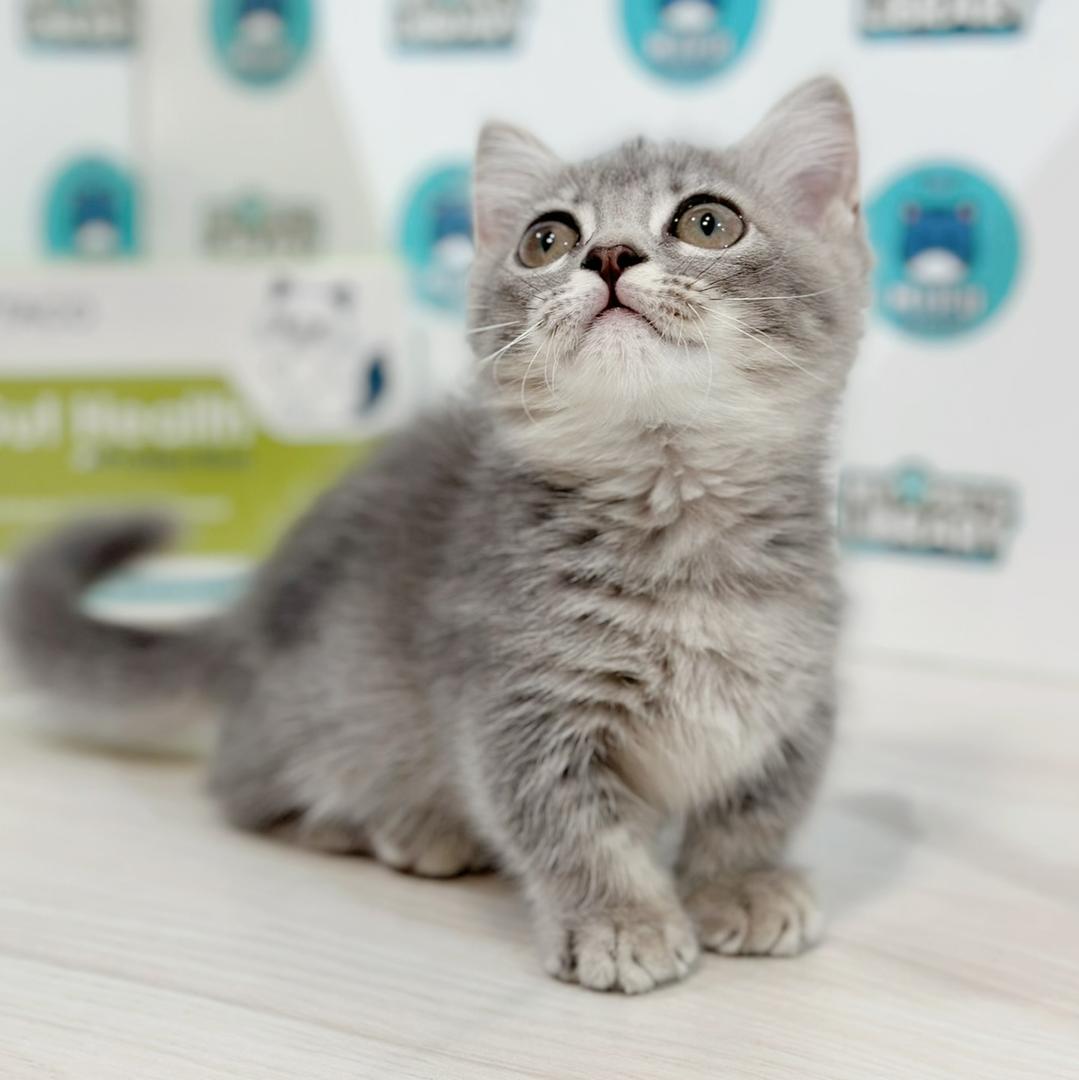 Super Short Munchkin British Shorthair Kitten