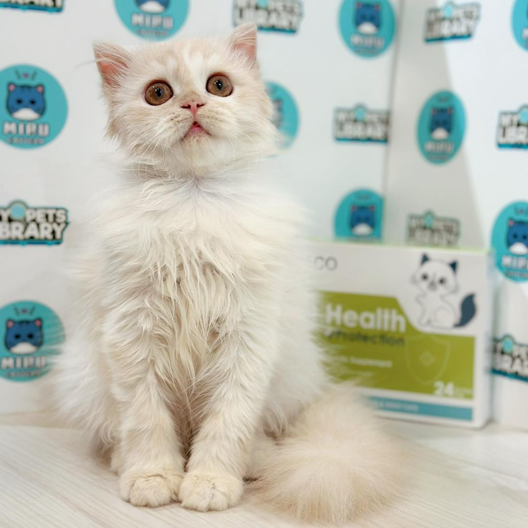 Scottish Persian Kitten