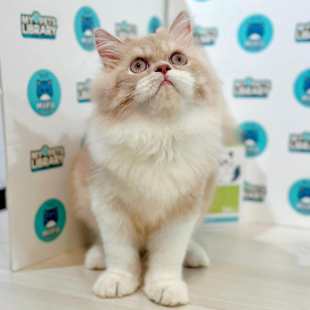 Persian Kitten