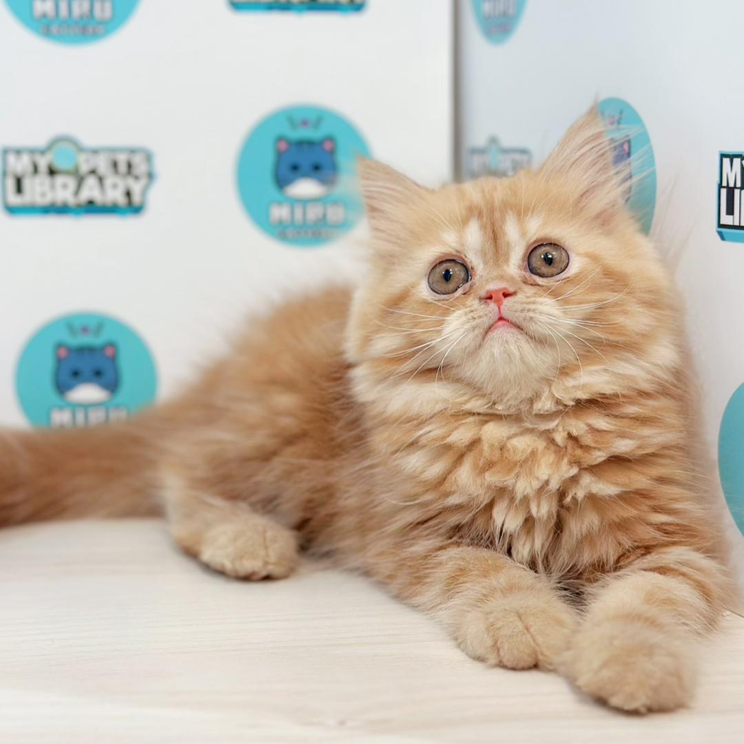 Minuet Napoleon Kitten