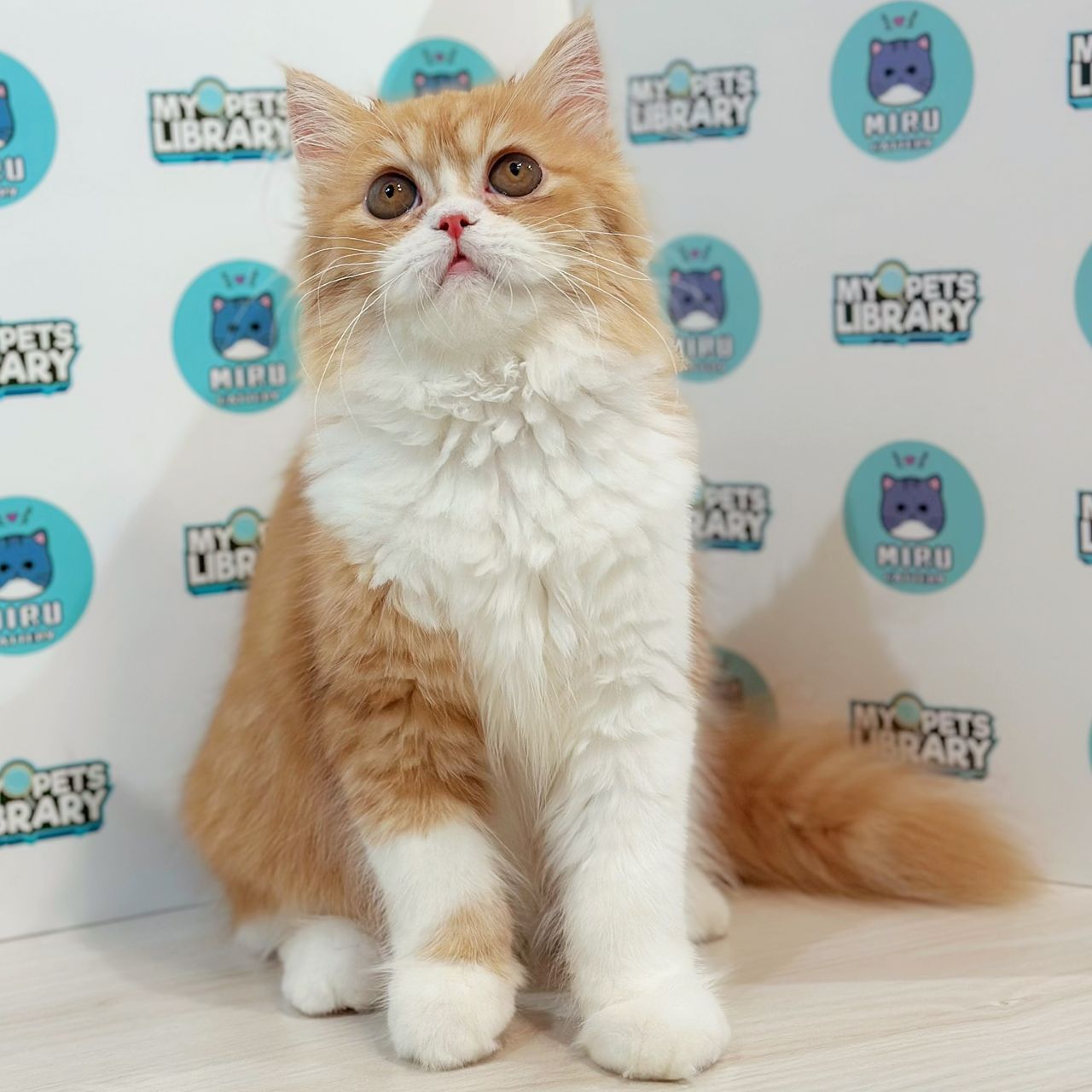 Turkish Angora Persian Kitten