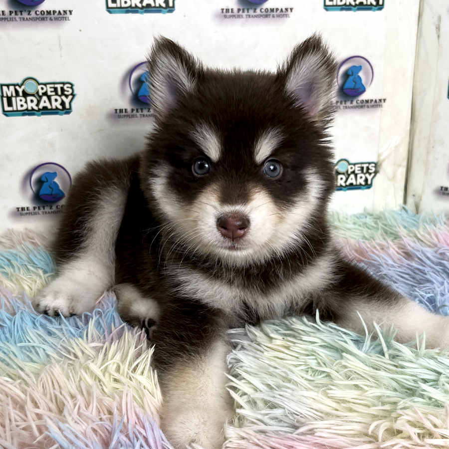Pomsky Puppy