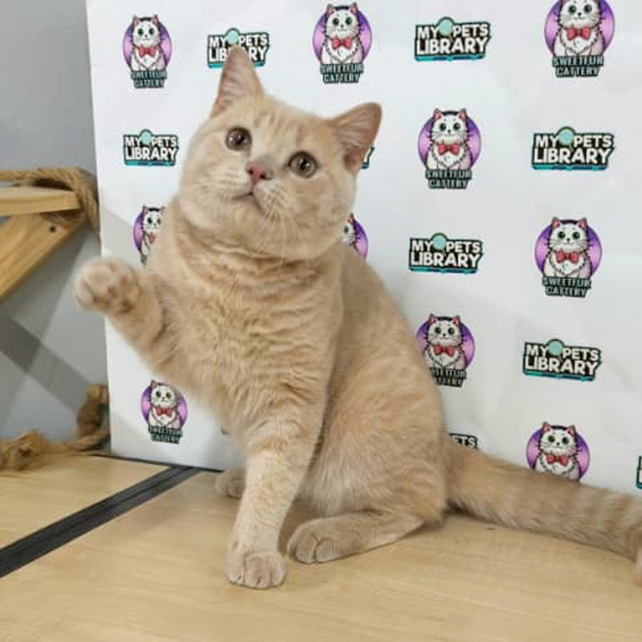 British Shorthair Kitten