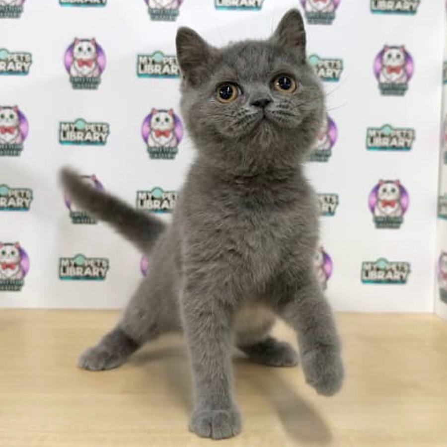 British Shorthair Kitten