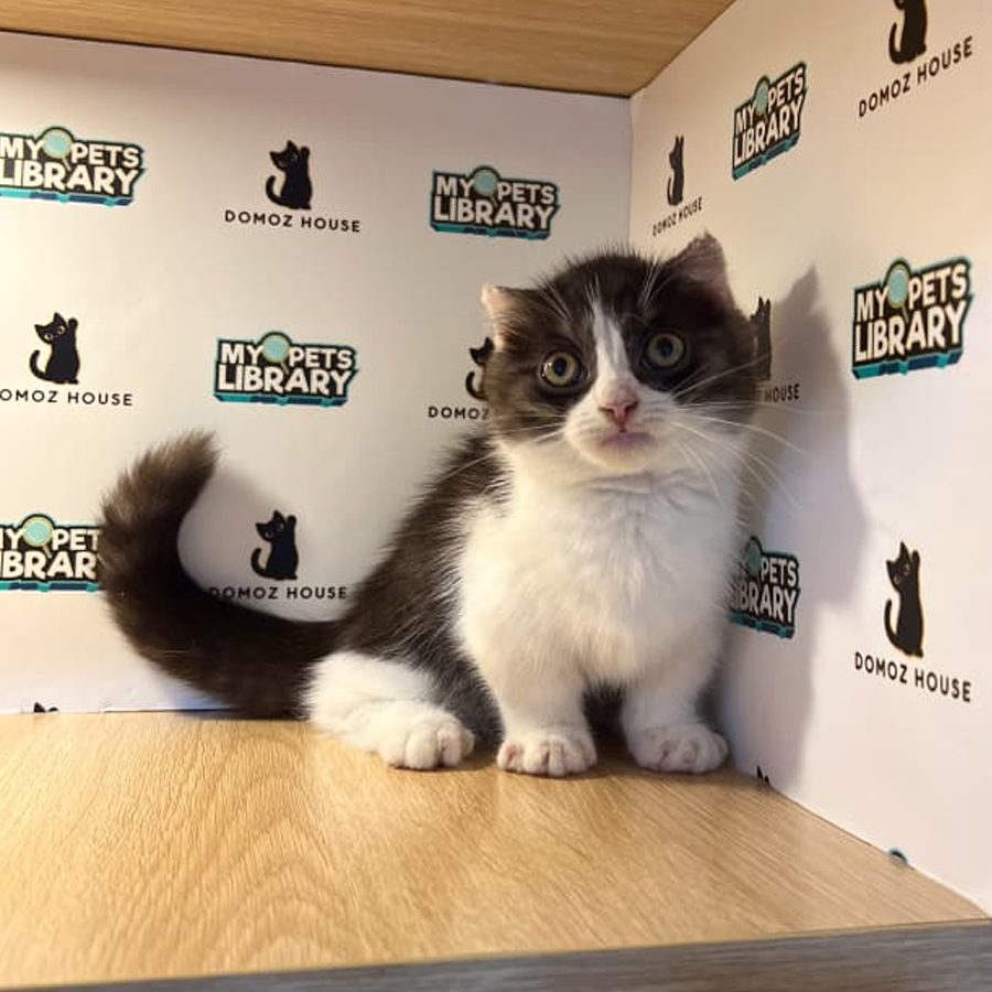 Munchkin Kilt Kitten