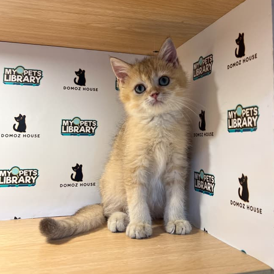 British Shorthair Kitten