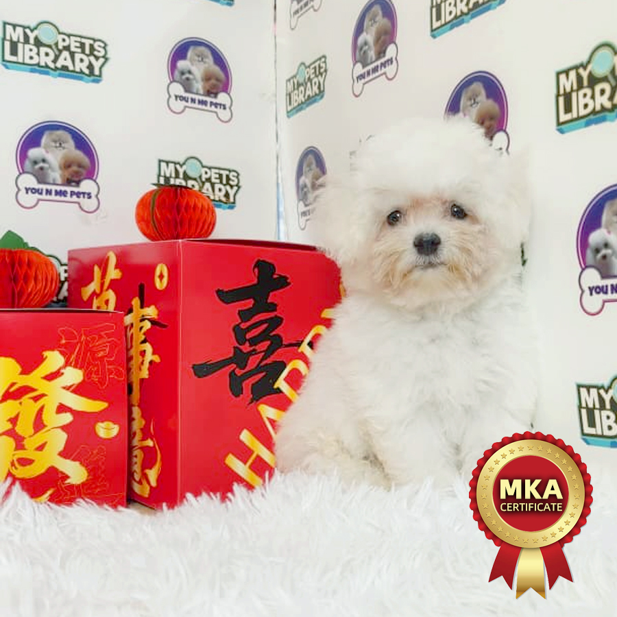 MKA Tiny Bichon Frise Puppy