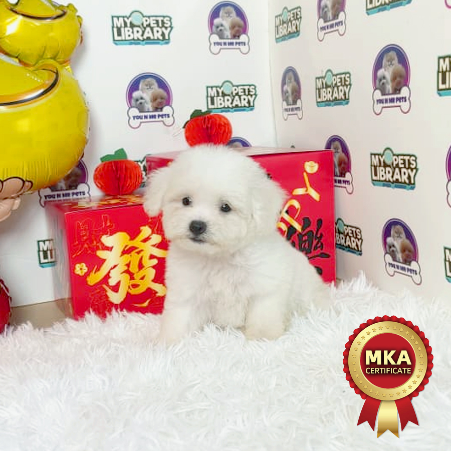 MKA Bichon Frise Puppy