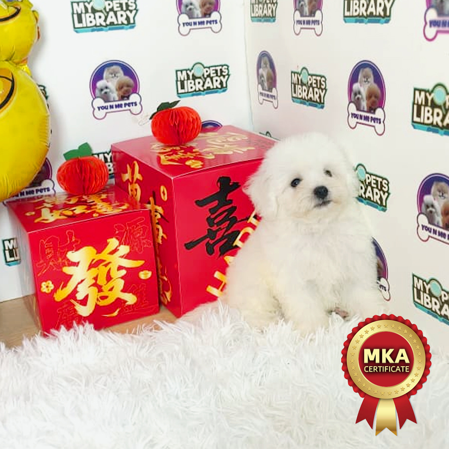 MKA Bichon Frise Puppy