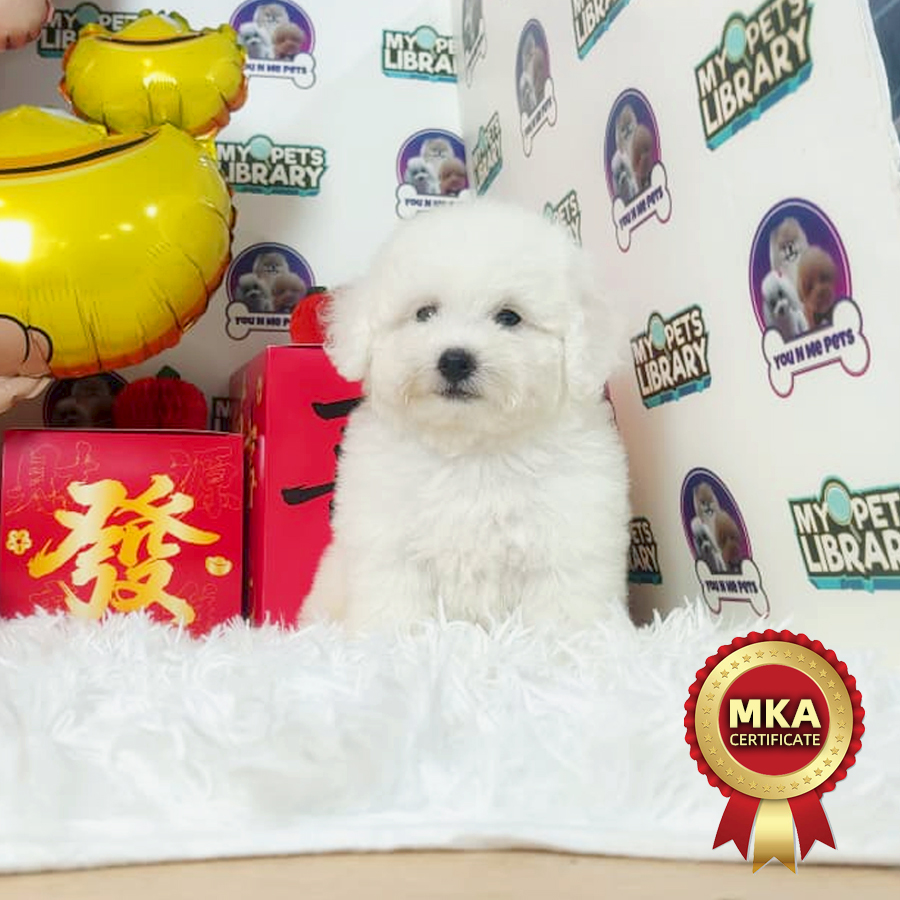 MKA Bichon Frise Puppy