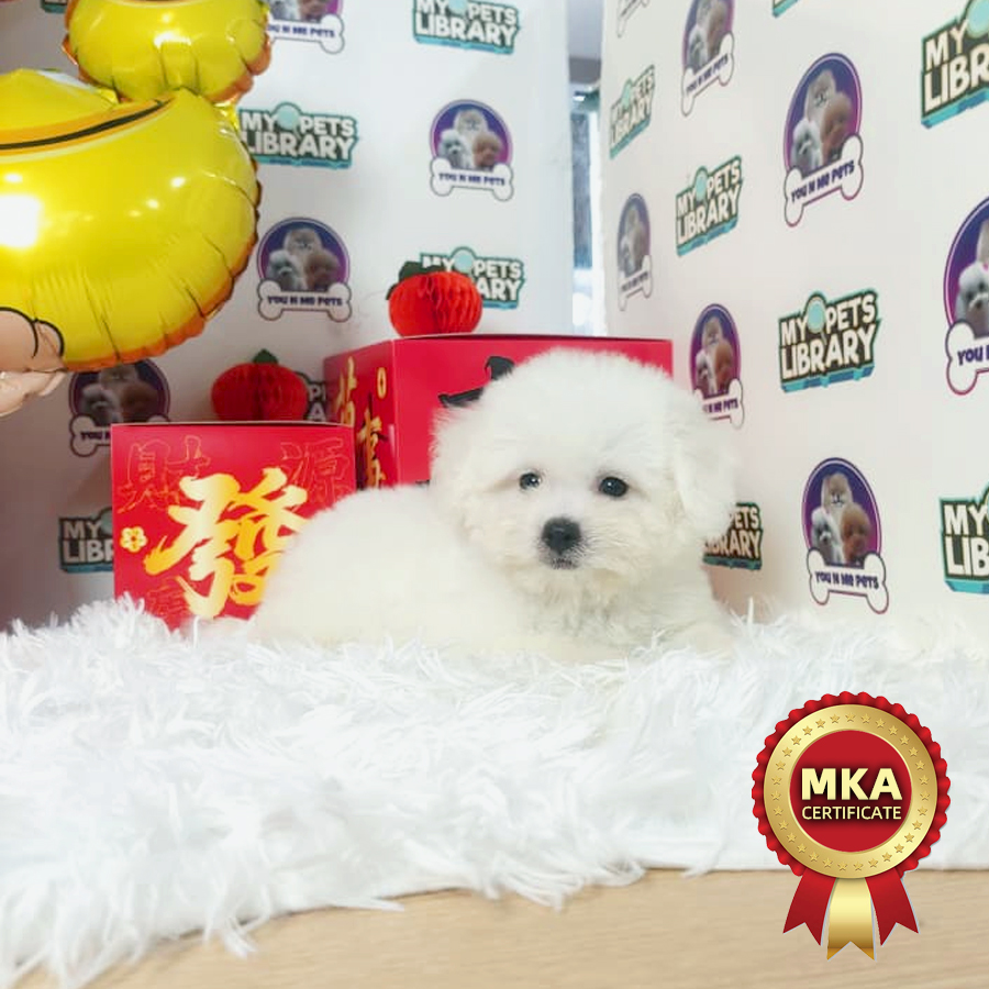 MKA Bichon Frise Puppy