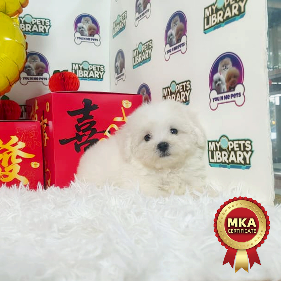 MKA Bichon Frise Puppy