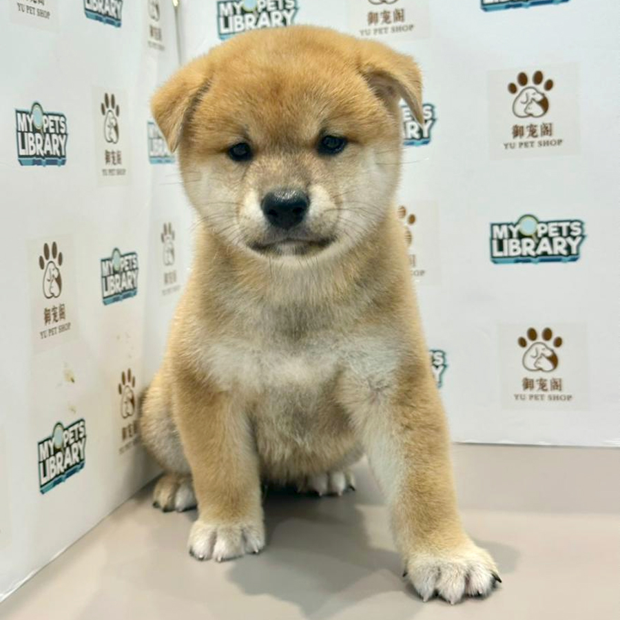 Mame Shiba Inu Puppy